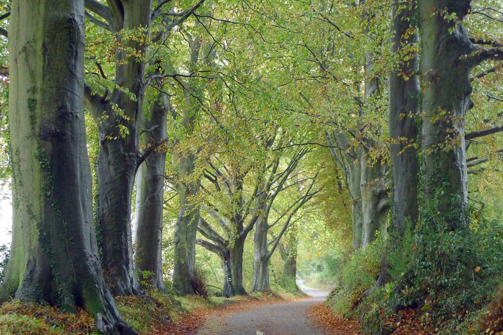 A lane near the Krishnamurti Centre