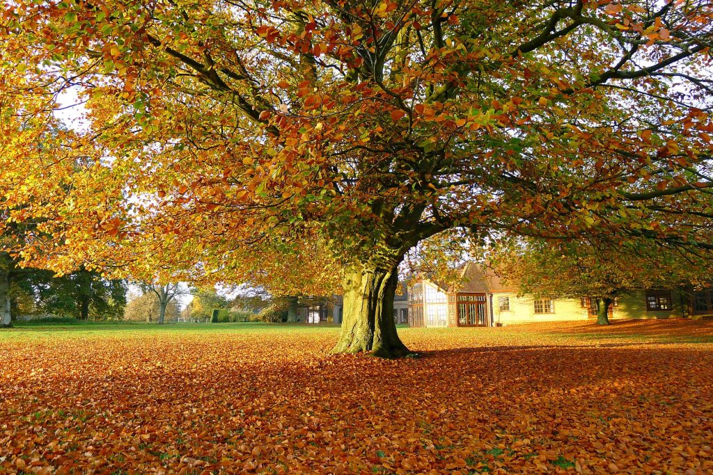 The grounds of the Krishnamurti Centre in Autumn